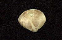 藏品(普通文蛤)的圖片